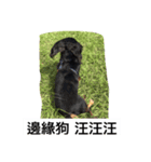 dog life 24（個別スタンプ：7）