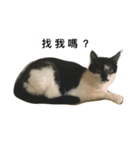 Cat heart feel（個別スタンプ：1）