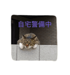 いつも怒ってる猫（個別スタンプ：3）