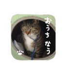 いつも怒ってる猫（個別スタンプ：12）