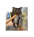 いつも怒ってる猫（個別スタンプ：13）