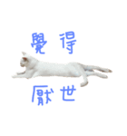 white cats supe（個別スタンプ：11）