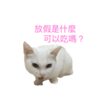 white cats supe（個別スタンプ：13）