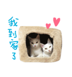 white cats supe（個別スタンプ：14）