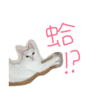 white cats supe（個別スタンプ：22）