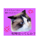 関西弁やん。猫（個別スタンプ：6）