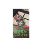 猫きじしろ（個別スタンプ：5）