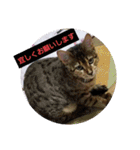 Mi-cat-beru（個別スタンプ：1）