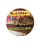 Mi-cat-beru（個別スタンプ：3）