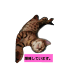 Mi-cat-beru（個別スタンプ：4）