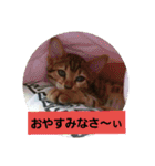 Mi-cat-beru（個別スタンプ：7）