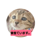 Mi-cat-beru（個別スタンプ：10）