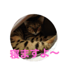 Mi-cat-beru（個別スタンプ：17）