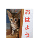 Mi-cat-beru（個別スタンプ：18）