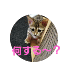 Mi-cat-beru（個別スタンプ：20）