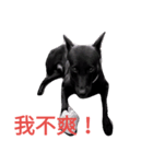 Taiwan blackDog（個別スタンプ：2）