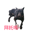 Taiwan blackDog（個別スタンプ：6）