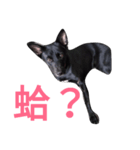 Taiwan blackDog（個別スタンプ：7）