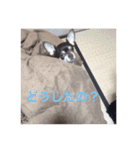 りびー生活。（個別スタンプ：17）
