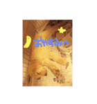 いぬのすたんぷ。（個別スタンプ：4）