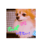 いぬのすたんぷ。（個別スタンプ：7）