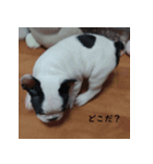 French Bulldog OYABUN（個別スタンプ：4）