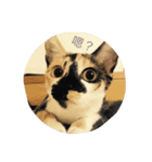 cat douhua（個別スタンプ：1）