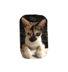 cat douhua（個別スタンプ：2）