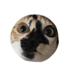 cat douhua（個別スタンプ：5）