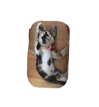 cat douhua（個別スタンプ：7）