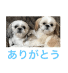 ドックファミリー（個別スタンプ：2）