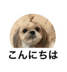 ドックファミリー（個別スタンプ：3）