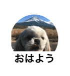 ドックファミリー（個別スタンプ：4）