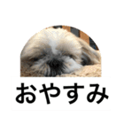 ドックファミリー（個別スタンプ：6）