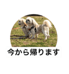 ドックファミリー（個別スタンプ：10）