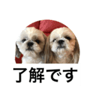 ドックファミリー（個別スタンプ：11）