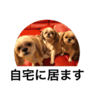 ドックファミリー（個別スタンプ：12）