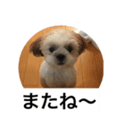 ドックファミリー（個別スタンプ：13）