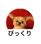 ドックファミリー（個別スタンプ：15）