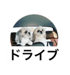 ドックファミリー（個別スタンプ：16）