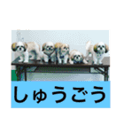 ドックファミリー（個別スタンプ：18）