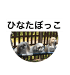 ドックファミリー（個別スタンプ：19）