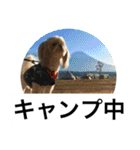 ドックファミリー（個別スタンプ：21）