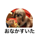 ドックファミリー（個別スタンプ：22）