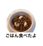 ドックファミリー（個別スタンプ：27）