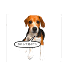 ビーグル犬のぐる君（個別スタンプ：5）