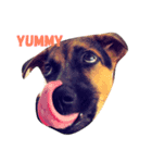 Hope the Dog（個別スタンプ：1）