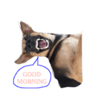 Hope the Dog（個別スタンプ：3）