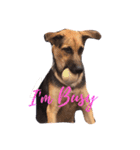 Hope the Dog（個別スタンプ：4）