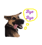 Hope the Dog（個別スタンプ：5）